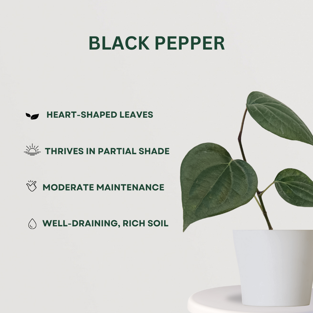 Trio of homegrown spice plants