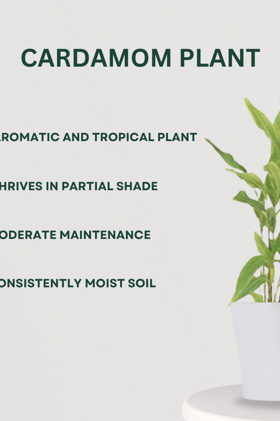 Trio of homegrown spice plants