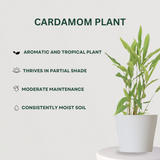 Spice Trio Blend Cardamom - Gardengram 