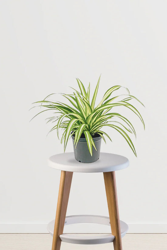 dracaena and spider plant Pet Haven Combo (Peperomia Green, Spider Plant, Dracaena) – Gardengram