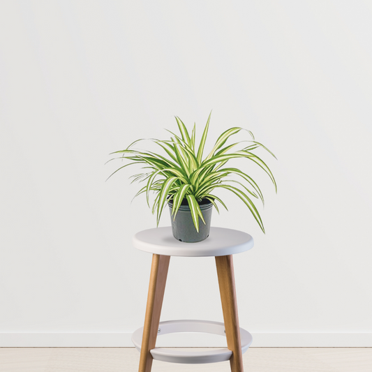Large spider plant for indoor use
