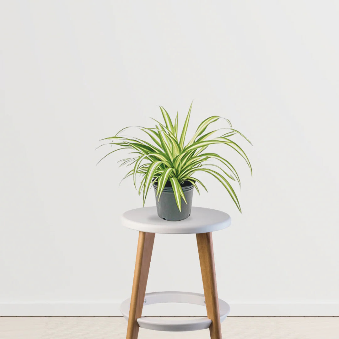 Weekend Gardener Combo (ZZ Plant, Aloe Vera, Spider Plant)