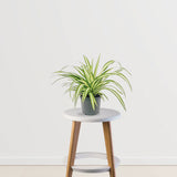 Fresh Air Trio (Spider Plant, Snake Plant, Peace Lily)
