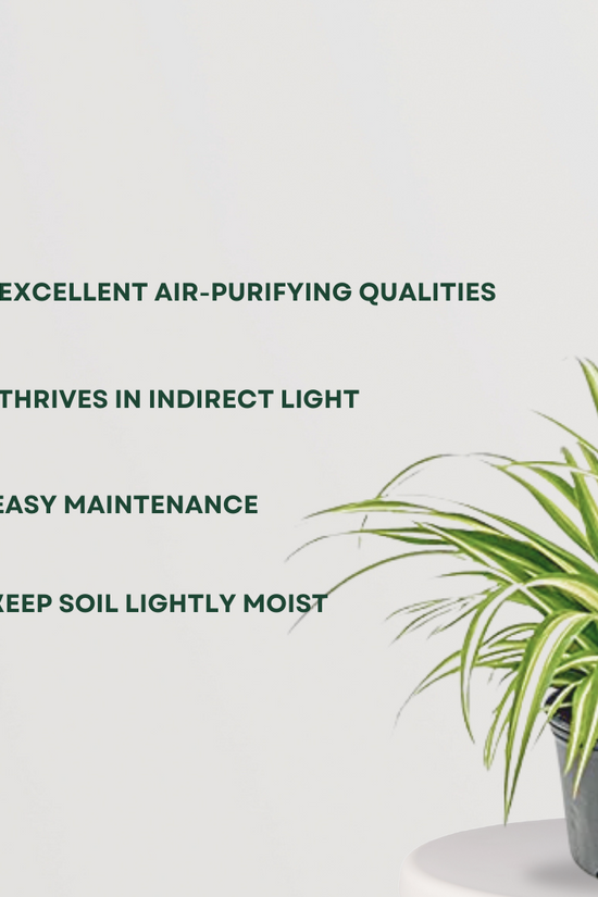 Large spider plant for indoor use
