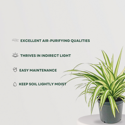 Large spider plant for indoor use
