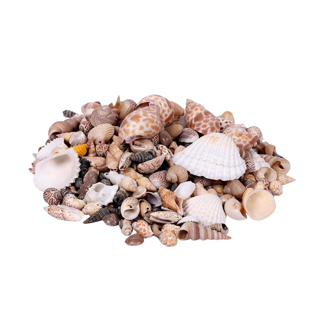 Mix of sea shells and pebbles
