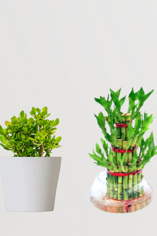 Anti-stress indoor plant combo