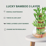 Stress-Free Combo Lucky Bamboo Plant - Gardengram 