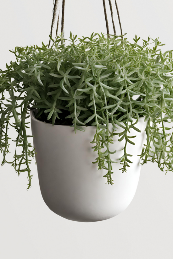 String of Bananas plant for hanging pots
