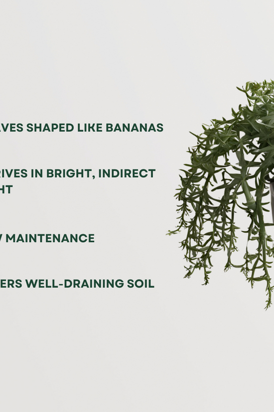 String of Bananas plant for hanging pots
