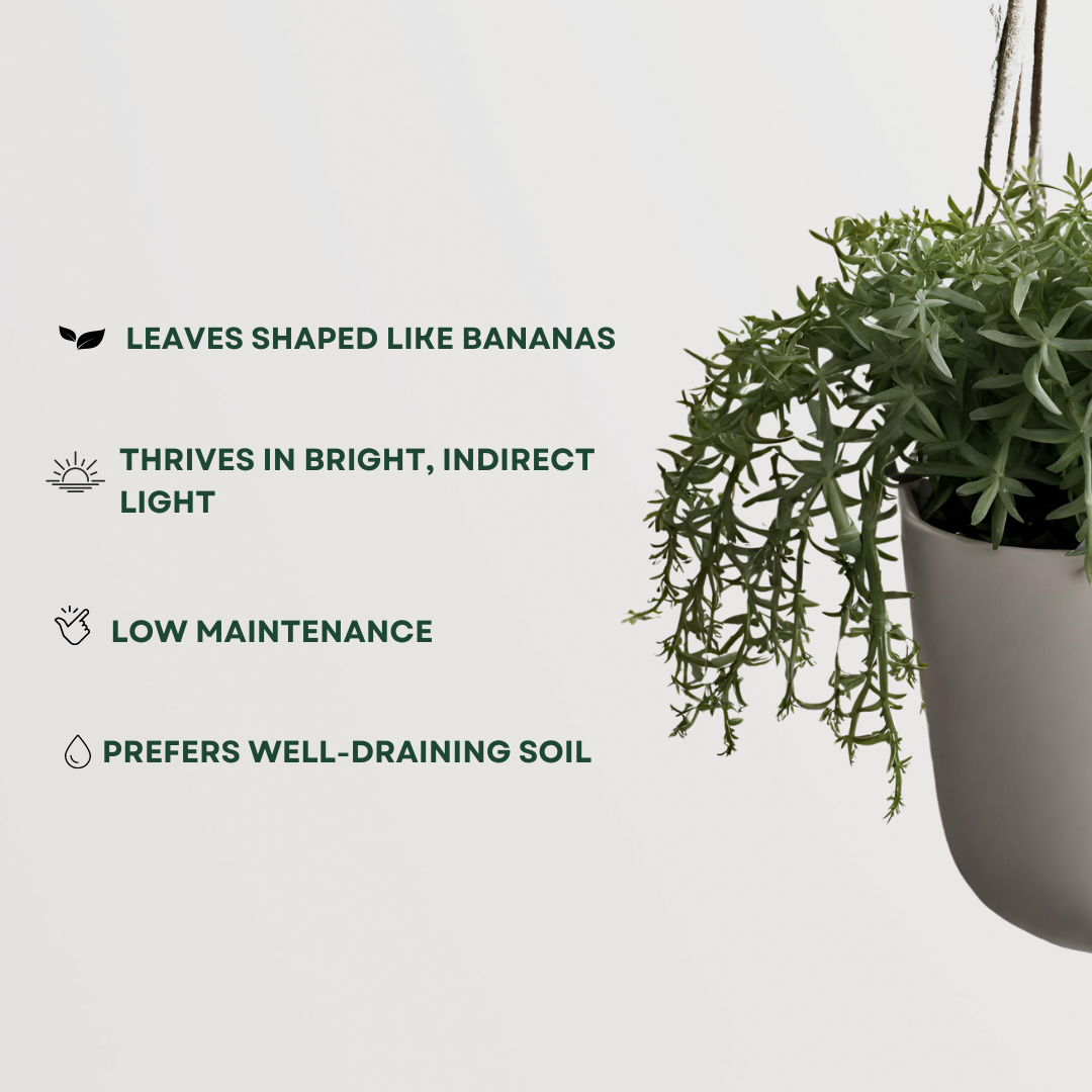 String of Bananas plant for hanging pots
