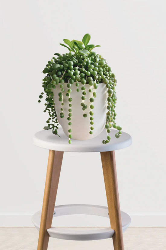 Work Desk Companion (Cactus,String of Pearls)