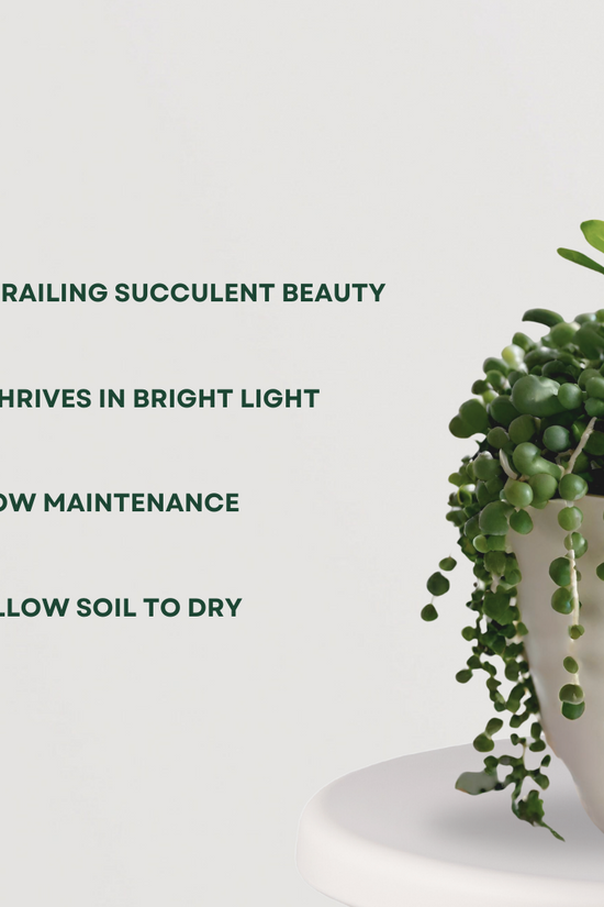String of pearls – Senecio rowleyanus
