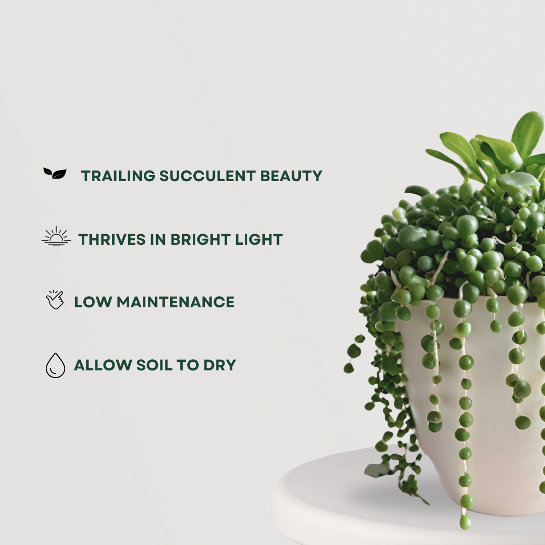 String of pearls – Senecio rowleyanus
