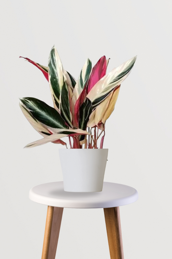 Stromanthe Triostar foliage plant
