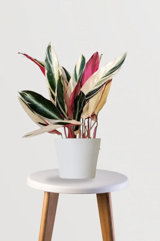 Exotic Elegance Trio (Stromanthe Triostar, Aglaonema Pink, Philodendron Brasil)