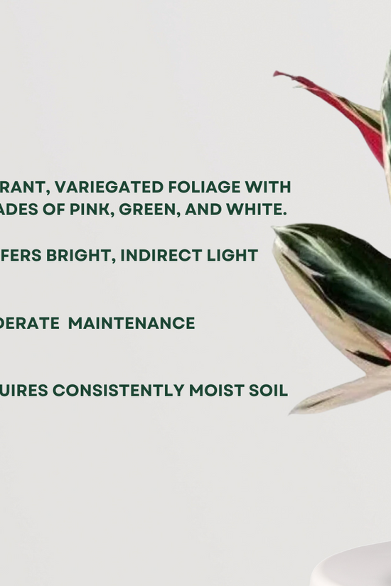 Stromanthe Triostar foliage plant
