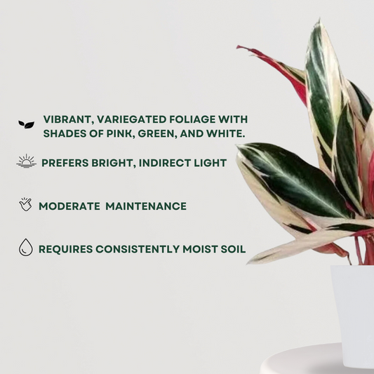Stromathe Triostar Plant - Gardengram