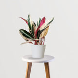 Exotic Elegance Trio (Stromanthe Triostar, Aglaonema Pink, Philodendron Brasil)