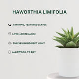 Succulent Plant Combo Haworthia Limifolia- Gardengram
