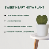 Succulent Plant Combo Sweet Haert Hoya - Gardengram