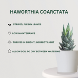 Succulent Plant Combo Haworthia Coarctata - Gardengram