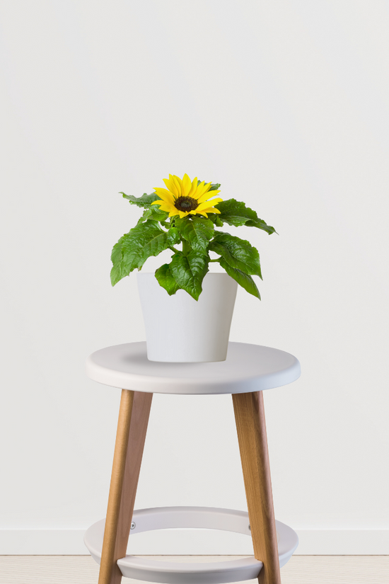 Sunflower plant for pots and fields
