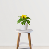 Sunflower Plant - Gardengram