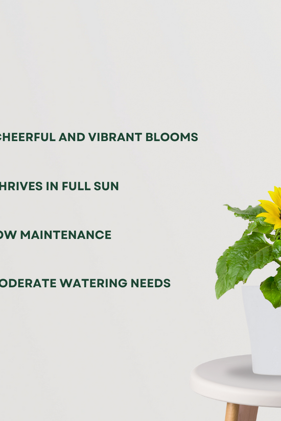 Sunflower plant for pots and fields
