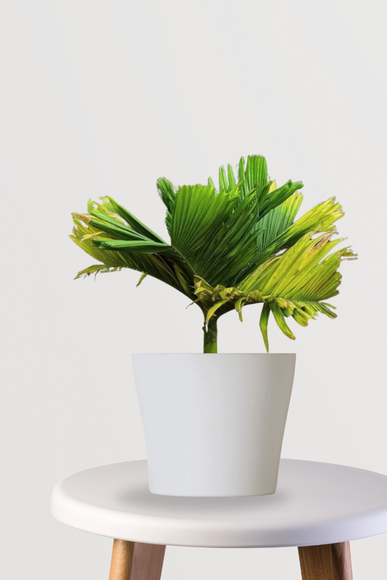 Supari tree for backyard plantation
