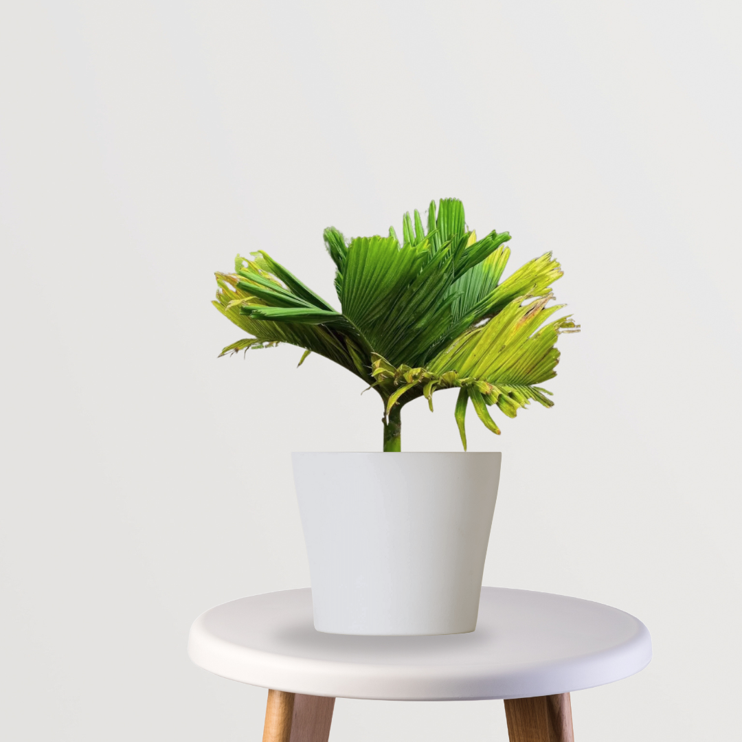 Supari tree for backyard plantation
