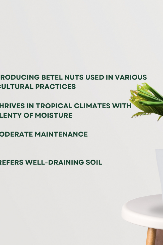 Supari tree for backyard plantation
