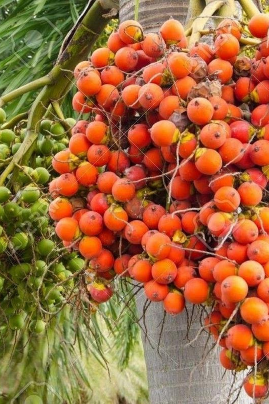 Supari tree for backyard plantation
