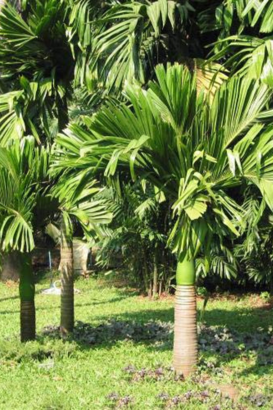 Supari tree for backyard plantation
 