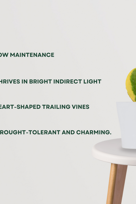 Hoya kerrii – sweetheart plant
