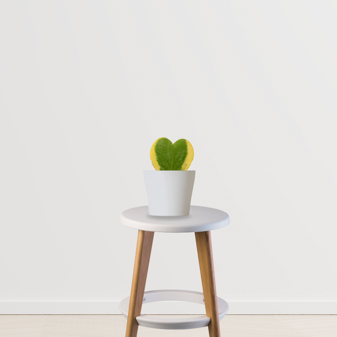 Hoya kerrii – sweetheart plant
