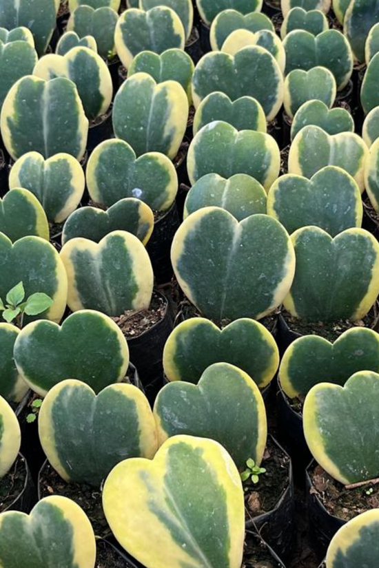 Hoya kerrii – sweetheart plant
