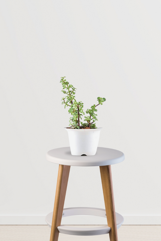 Lucky jade plant for gifting
