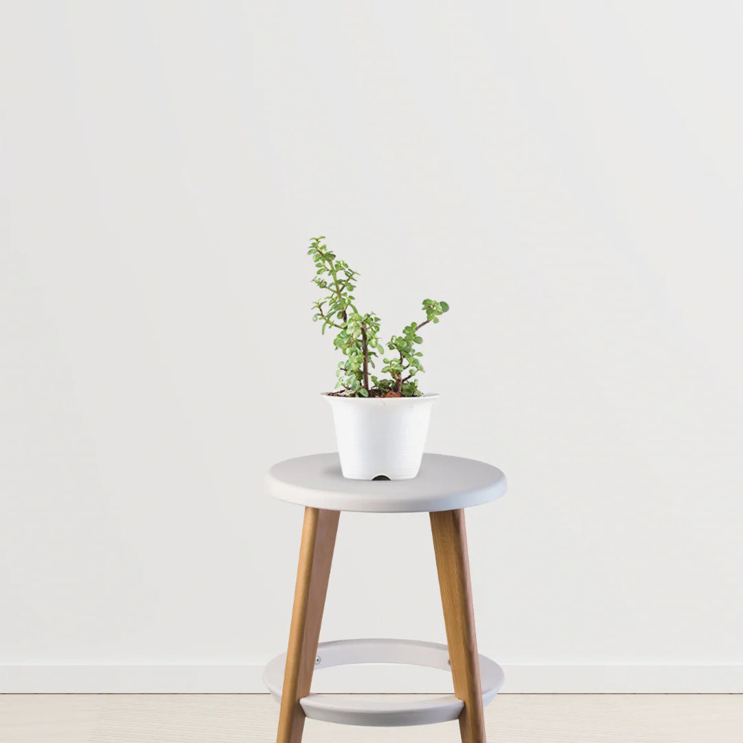 Blissful Abundance Set (Peace Lily, Brazilian wood, Jade Plant)