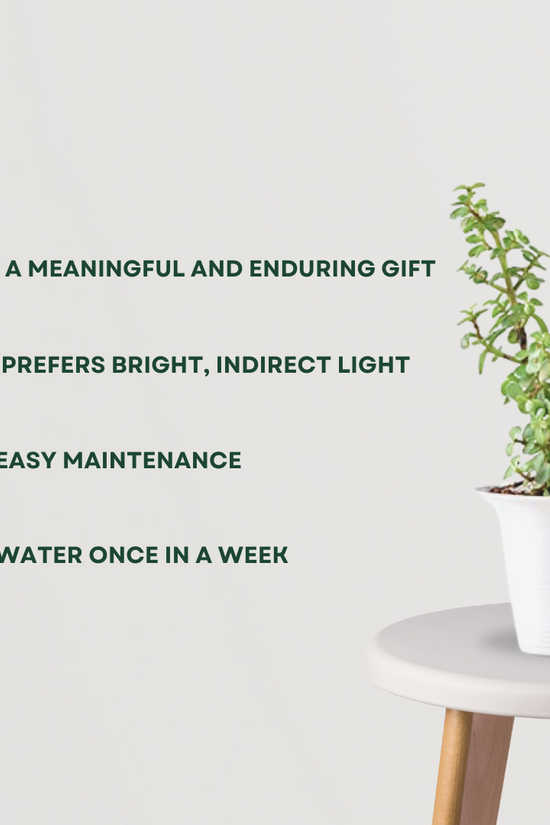 jade plant symbol of friendship Jade Plant – Gardengram