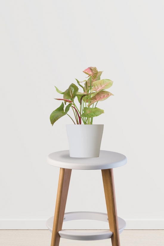 Syngonium pink and green plant
