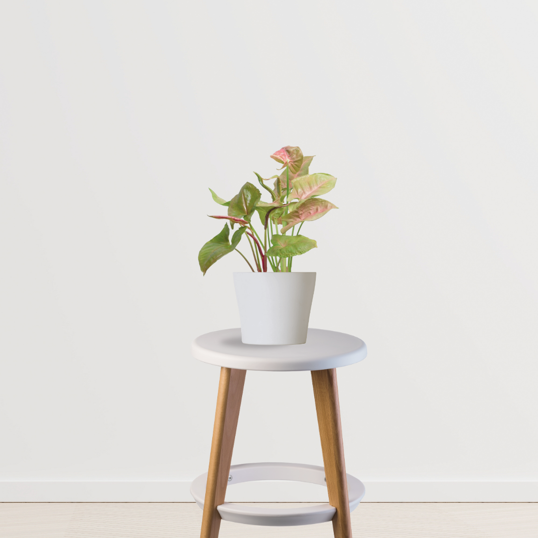 Syngonium pink and green plant
