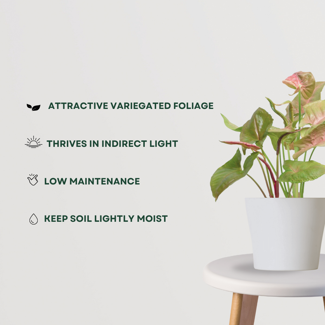 Syngonium pink and green plant
