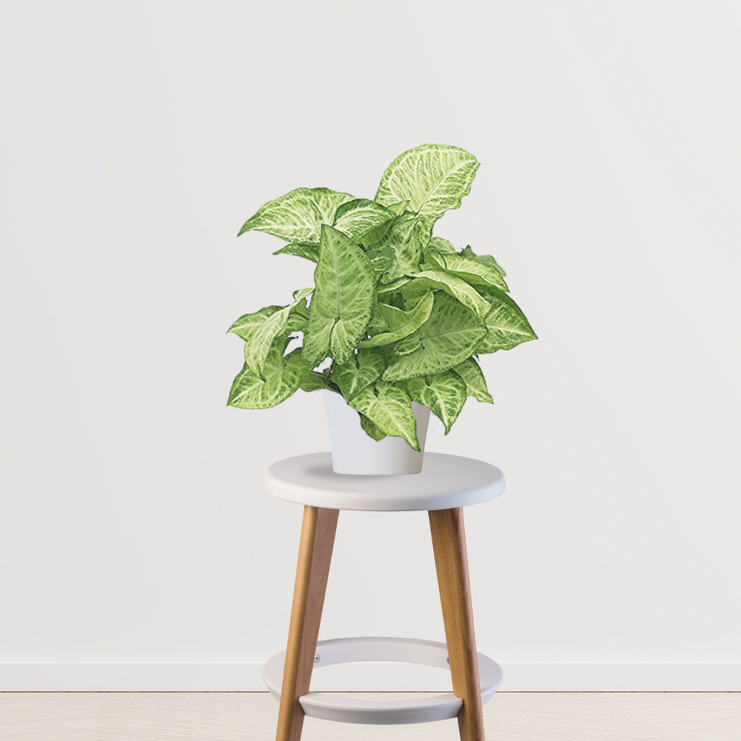 Syngonium indoor foliage plant
