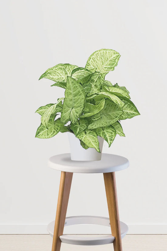 Fresh Aura Set (Peace Lily,Syngonium,Aglaonema)