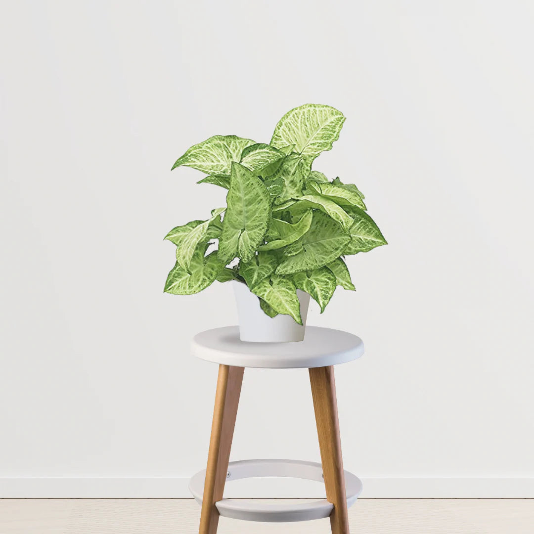 Fresh Aura Set (Peace Lily,Syngonium,Aglaonema)