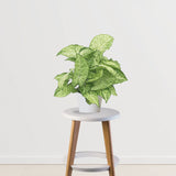 Fresh Aura Set (Peace Lily,Syngonium,Aglaonema)