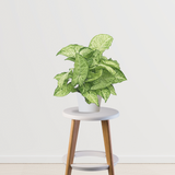 Syngonium plant Air Purifier Indoor Plants for Home/ Office