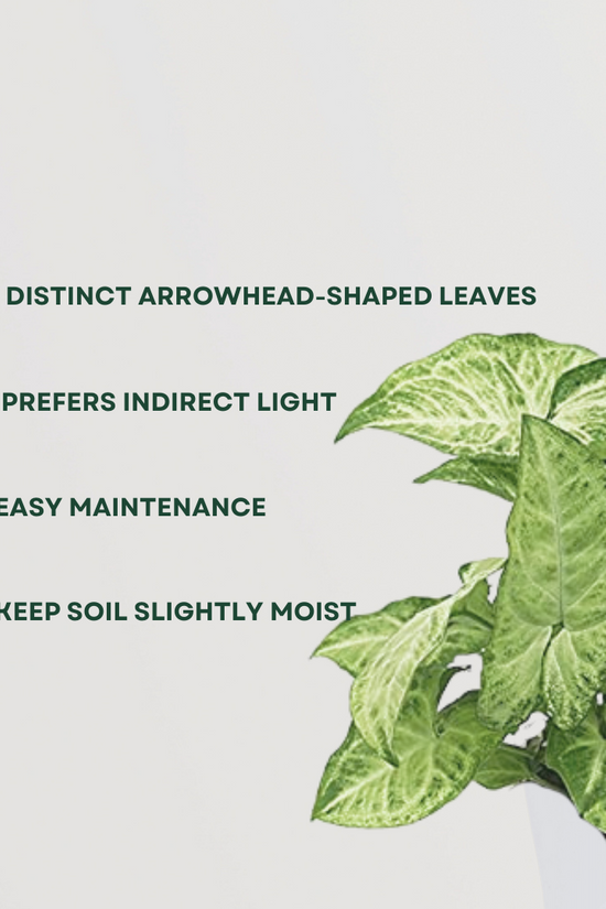 Syngonium indoor foliage plant
