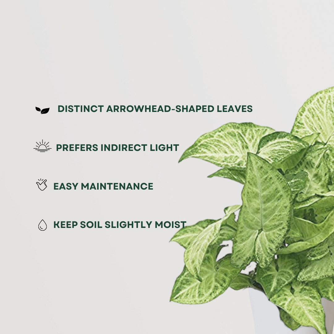 Syngonium indoor foliage plant
